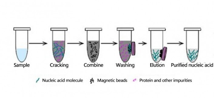 Nucleic acid extraction carboxyl magnetic beads | Ascend