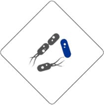 Kit de extracción de ADN genómico bacteriano